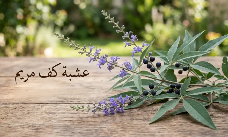غصن من شجيرة كف مريم يحمل أزهاراً بنفسجية وثماراً كروية داكنة موضوع على سطح خشبي مع نص عربي يقول عشبة كف مريم