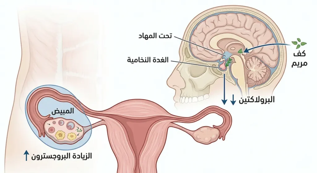  رسم توضيحي طبي يوضح آلية عمل عشبة كف مريم عبر تأثيرها على الغدة النخامية لخفض البرولاكتين وزيادة البروجسترون من المبيض