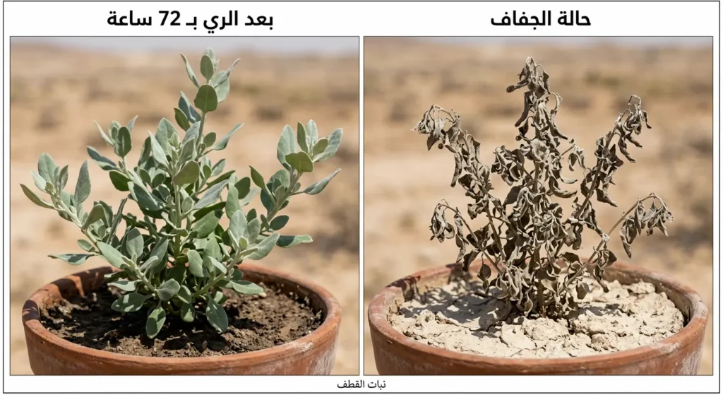 مقارنة واقعية قبل وبعد تُظهر نبات القطف الصحراوي في حالة جفاف تام ثم انتعاشه الكامل بعد 72 ساعة من الري