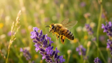 نحلة عسل تطير نحو زهرة خُزامى بنفسجية وعلى أرجلها الخلفية حبوب لقاح صفراء في ضوء شمس ذهبي دافئ