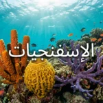 صورة غلاف تُظهر مجموعة متنوعة من الإسفنجيات البحرية الملونة ملتصقة بصخور مرجانية في أعماق البحر مع إضاءة طبيعية