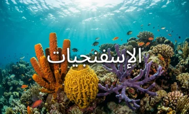 صورة غلاف تُظهر مجموعة متنوعة من الإسفنجيات البحرية الملونة ملتصقة بصخور مرجانية في أعماق البحر مع إضاءة طبيعية