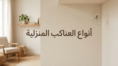 صورة غلاف مقالة أنواع العناكب المنزلية تظهر عنكبوت القبو على شبكته في زاوية غرفة نظيفة