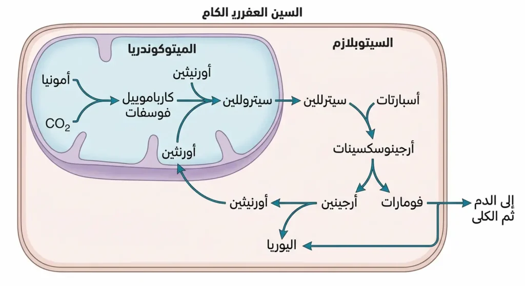 رسم تخطيطي علمي يوضح خطوات دورة اليوريا الخمس داخل خلية كبدية بشرية بين الميتوكوندريا والسيتوبلازم مع تسميات عربية لكل مركب