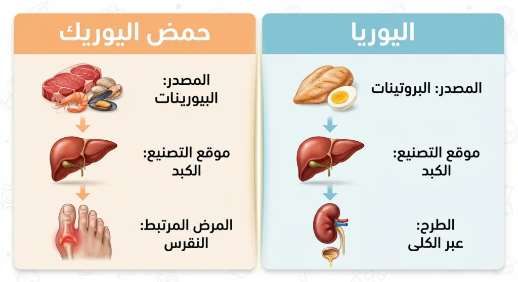  صورة مقارنة تعليمية توضح الفرق بين اليوريا وحمض اليوريك من حيث المصدر وموقع التصنيع والمرض المرتبط بكل منهما