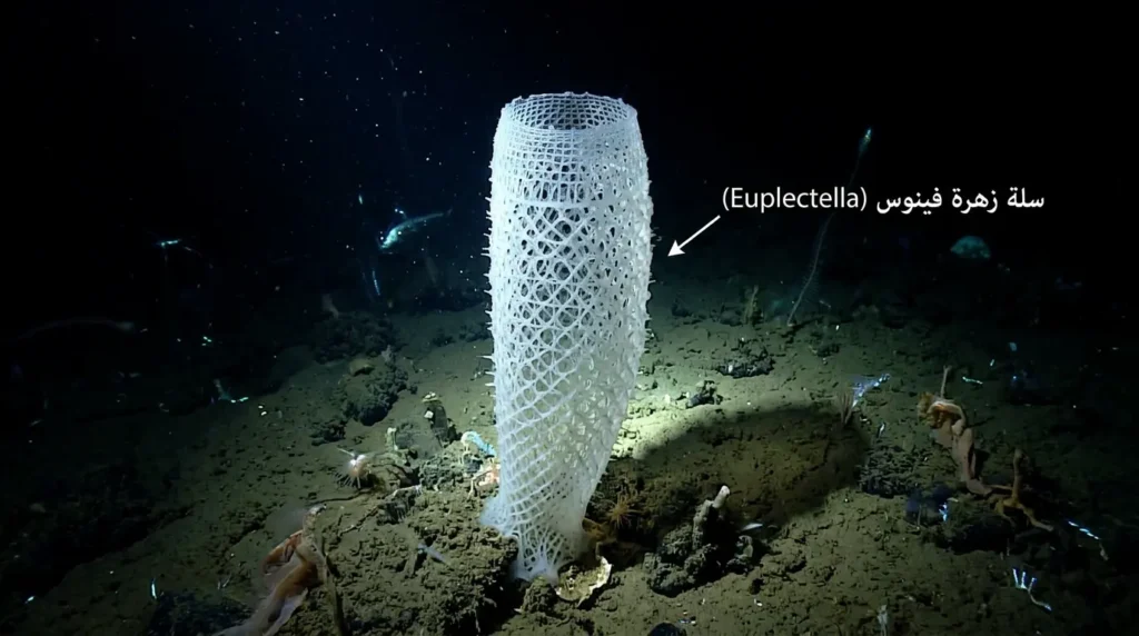 صورة واقعية لإسفنج سلة زهرة فينوس الزجاجي في بيئة الأعماق البحرية تُظهر هيكله الشبكي السيليكي الشفاف