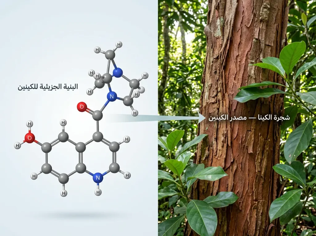 رسم توضيحي علمي يُظهر شجرة الكينا في الغابة المطيرة ومقابلها البنية الجزيئية الدقيقة لمادة الكينين المستخلصة منها