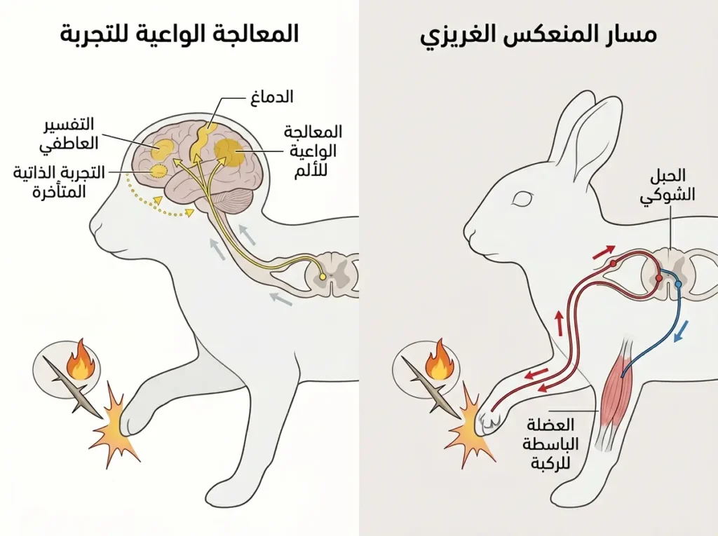إنفوغرافيك علمي يقارن بين الغريزة والوعي عبر المنعكس السريع في الحبل الشوكي والمعالجة الدماغية الواعية.