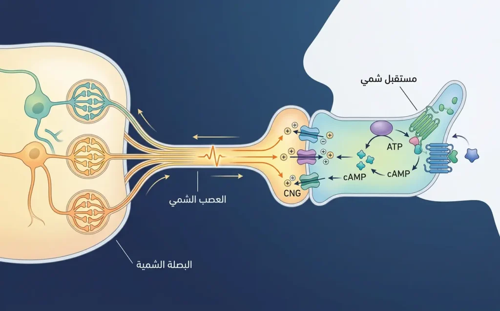إنفوغراف يوضح مسار الإشارة الشمية من المستقبل الشمي إلى البصلة الشمية عبر العصب الشمي