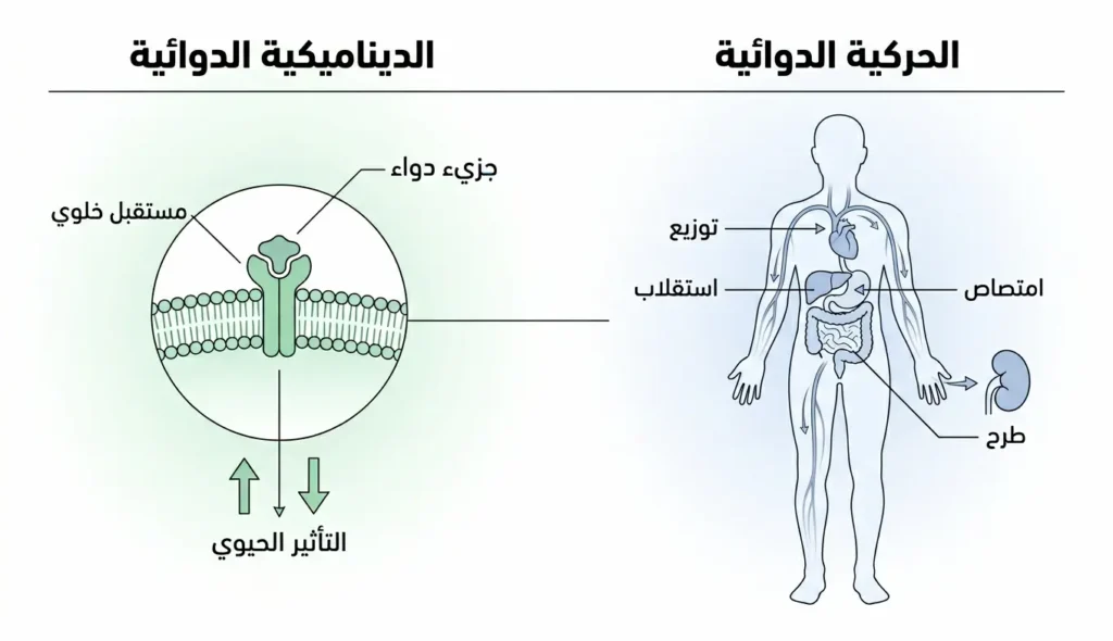 مخطط علمي يقارن بين الحركية الدوائية ومراحلها الأربع والديناميكية الدوائية وتأثيرها البيولوجي