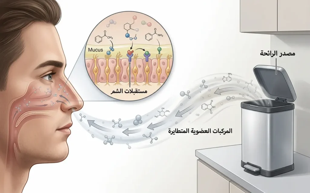 رسم علمي يوضح انتقال المركبات العضوية المتطايرة من مصدر الرائحة عبر الهواء إلى مستقبلات الشم في الأنف.