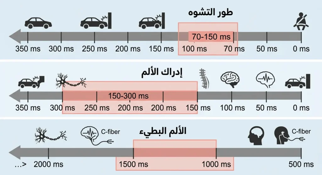  مخطط زمني علمي يقارن بين زمن الاصطدام وزمن إدراك الألم والألم البطيء
