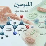 تصور علمي واقعي لجزيء الليوسين أمام ألياف عضلية وخلفية خلوية نظيفة يرمز إلى دوره في بناء البروتين العضلي.