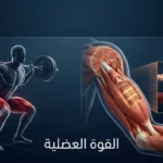 صورة غلاف علمية تجمع بين مقطع تشريحي للعضلة الهيكلية يُظهر الألياف والوحدات القُسيمية، وشكل رياضي يؤدي تمرين القرفصاء بشفافية تشريحية، على خلفية زرقاء داكنة احترافية.