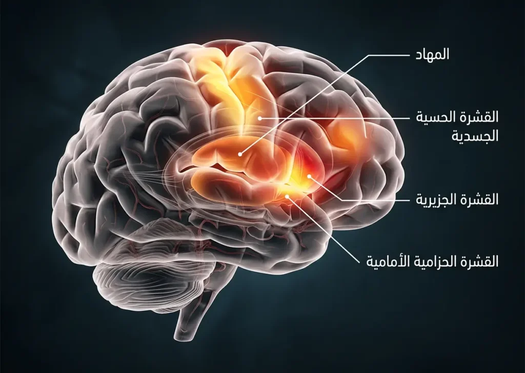 نموذج ثلاثي الأبعاد للدماغ يبرز مناطق مصفوفة الألم مثل المهاد والقشرة الحسية والجزيرية والحزامية الأمامية.
