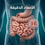 صورة غلاف علمية ثلاثية الأبعاد تُظهر الأمعاء الدقيقة داخل البطن مع تلميح بصري إلى الزغابات المعوية ووظيفة الامتصاص.