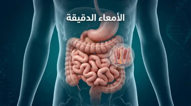 صورة غلاف علمية ثلاثية الأبعاد تُظهر الأمعاء الدقيقة داخل البطن مع تلميح بصري إلى الزغابات المعوية ووظيفة الامتصاص.