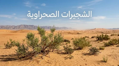 شجيرات صحراوية حقيقية في كثبان رملية جافة تحت ضوء شمس قوي تمثل بيئة النبات الصحراوي