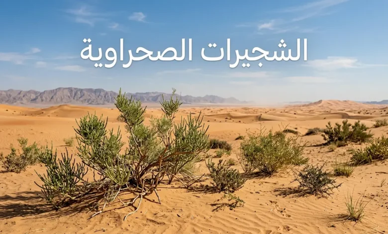 شجيرات صحراوية حقيقية في كثبان رملية جافة تحت ضوء شمس قوي تمثل بيئة النبات الصحراوي