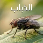 صورة ماكرو واقعية لذبابة منزلية على ورقة خضراء مع كلمة الذباب