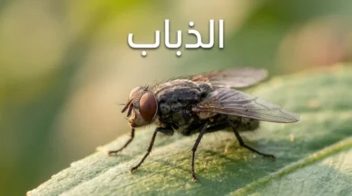 صورة ماكرو واقعية لذبابة منزلية على ورقة خضراء مع كلمة الذباب