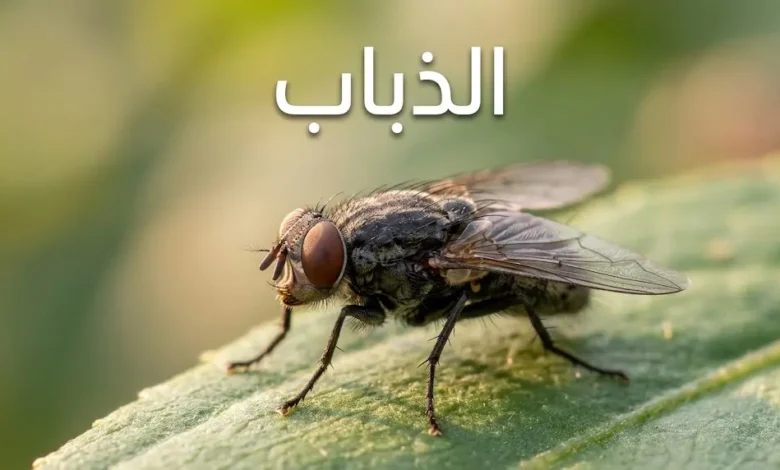 صورة ماكرو واقعية لذبابة منزلية على ورقة خضراء مع كلمة الذباب