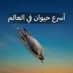 صقر جوال في غطسة انقضاضية عمودية بسرعة تفوق 389 كيلومتراً في الساعة