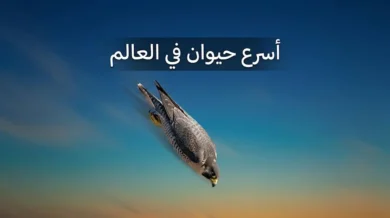 صقر جوال في غطسة انقضاضية عمودية بسرعة تفوق 389 كيلومتراً في الساعة