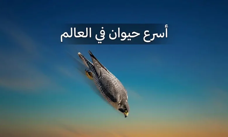 صقر جوال في غطسة انقضاضية عمودية بسرعة تفوق 389 كيلومتراً في الساعة