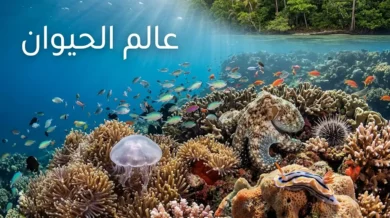 صورة غلاف لمقال عالم الحيوان تُظهر تنوعاً حيوانياً استثنائياً في شعاب مرجانية وغابة استوائية