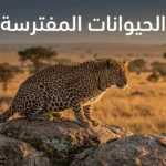 نمر أفريقي يقف على صخرة في السافانا عند الغروب مع عنوان المقالة