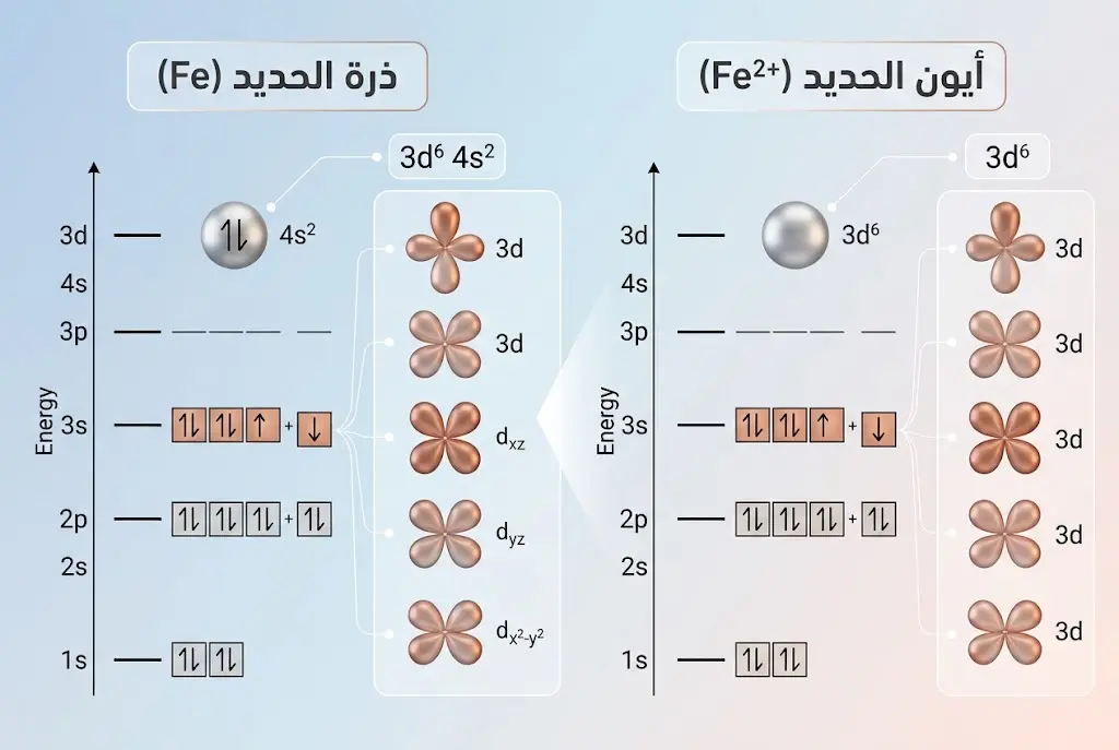مخطط توضيحي يُظهر التوزيع الإلكتروني لذرة الحديد وأيون الحديد الثنائي مع ترتيب فقدان إلكترونات 4s أولاً