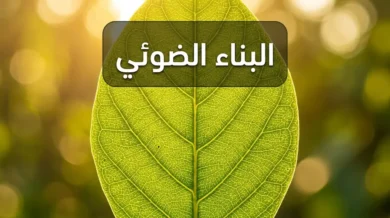 ورقة نبات خضراء مضاءة بضوء الشمس الذهبي تكشف شبكة العروق الداخلية وخلايا الكلوروفيل