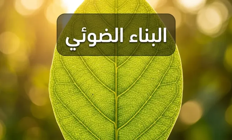 ورقة نبات خضراء مضاءة بضوء الشمس الذهبي تكشف شبكة العروق الداخلية وخلايا الكلوروفيل