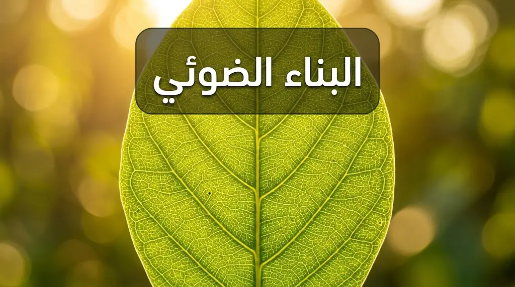 ورقة نبات خضراء مضاءة بضوء الشمس الذهبي تكشف شبكة العروق الداخلية وخلايا الكلوروفيل