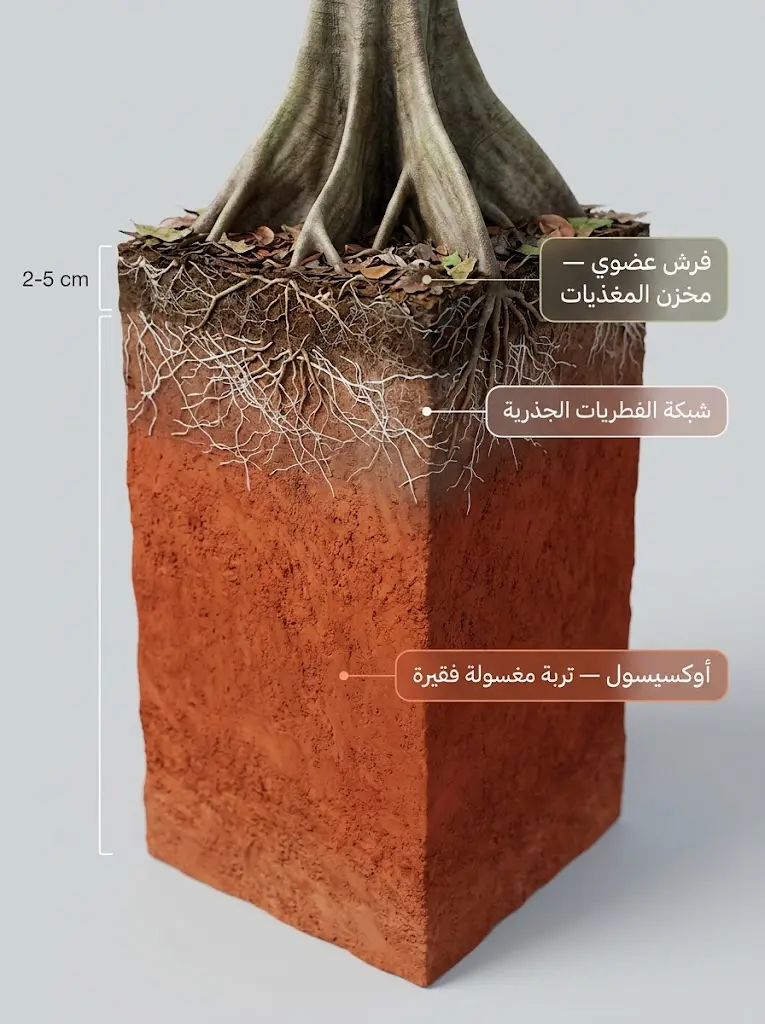مقطع تشريحي للتربة المدارية يوضح تركز المغذيات في الفرش السطحي وشبكة الفطريات الجذرية فوق تربة معدنية فقيرة