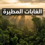 منظر جوي للمظلة الخضراء المستمرة لغابة مطيرة مدارية مع أشعة الشمس الذهبية