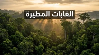 منظر جوي للمظلة الخضراء المستمرة لغابة مطيرة مدارية مع أشعة الشمس الذهبية