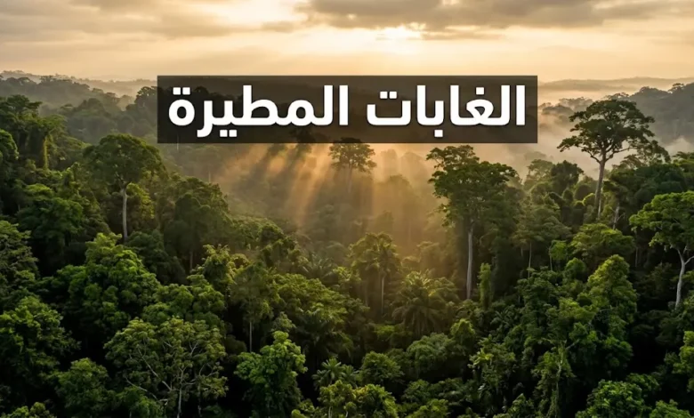 منظر جوي للمظلة الخضراء المستمرة لغابة مطيرة مدارية مع أشعة الشمس الذهبية