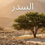 شجرة السدر (Ziziphus spina-christi) ناضجة في وادٍ جاف بالجزيرة العربية