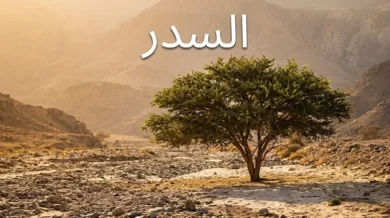 شجرة السدر (Ziziphus spina-christi) ناضجة في وادٍ جاف بالجزيرة العربية
