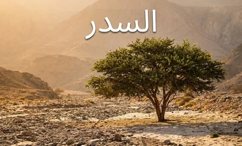 شجرة السدر (Ziziphus spina-christi) ناضجة في وادٍ جاف بالجزيرة العربية