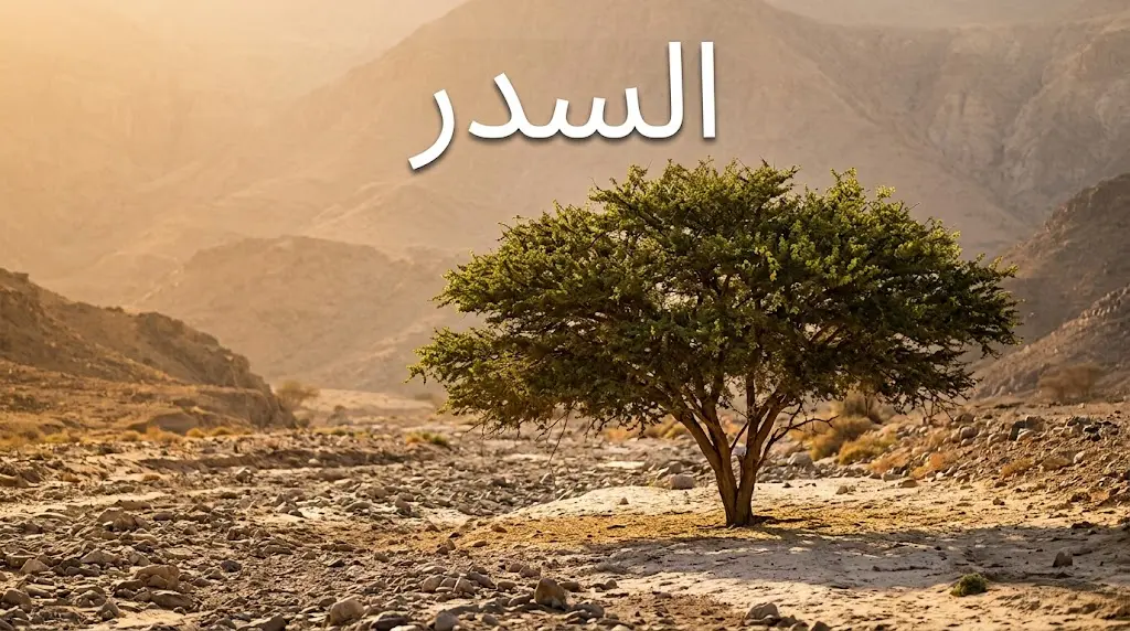 شجرة السدر (Ziziphus spina-christi) ناضجة في وادٍ جاف بالجزيرة العربية