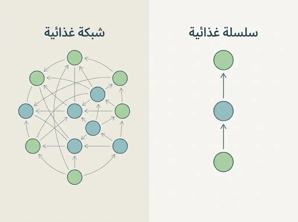رسم تخطيطي يقارن بين السلسلة الغذائية الخطية والشبكة الغذائية المعقدة