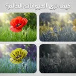 كيف ترى الحيوانات العالم – مقارنة بصرية بين مناظير مختلفة للطبيعة