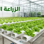 صورة غلاف توضح نظام الزراعة المائية في بيت محمي حديث