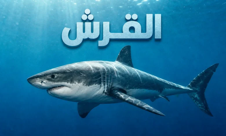صورة واقعية لسمكة قرش أبيض كبير تسبح في المحيط توضح موضوع مقالة القرش