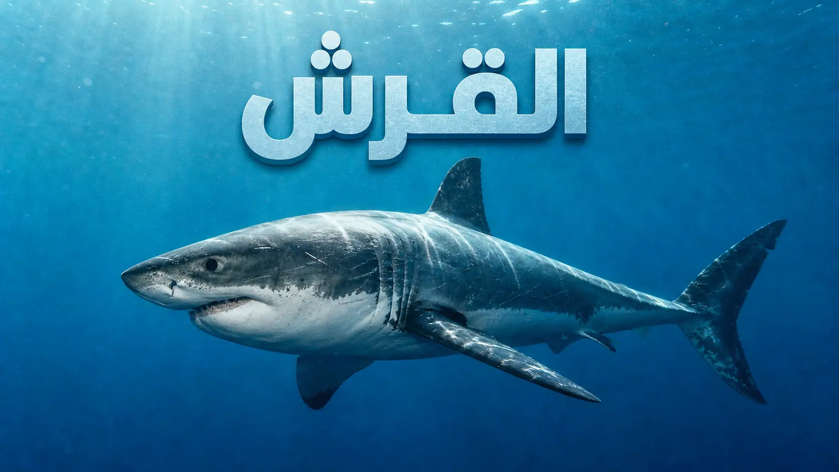 صورة واقعية لسمكة قرش أبيض كبير تسبح في المحيط توضح موضوع مقالة القرش