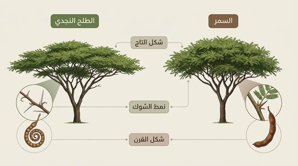 مخطط مقارنة بين شجرة الطلح النجدي وشجرة السمر من حيث شكل التاج ونمط الشوك وشكل القرن
