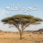 شجرة الطلح الشوكية في واديها الصحراوي الطبيعي بأشعة الشمس الذهبية